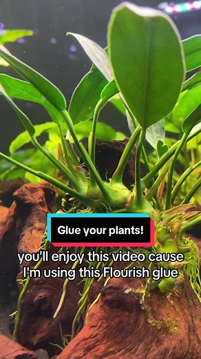 The Art of Aquascape: Gluing Aquarium Plants for Stunning Displays