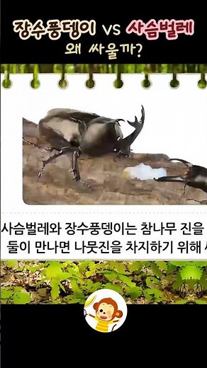 어른이 된 사슴벌레 l 장수풍뎅이 Vs 사슴벌레 이야기 궁금해? #과학 동화 #shorts #shortsvideo