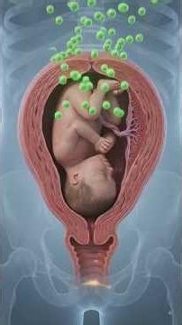Hormones, Fallopian Tube Parts, and Progesterone
