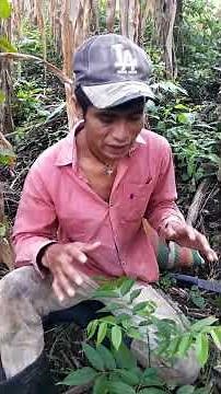 Como plantar arboles de cedro