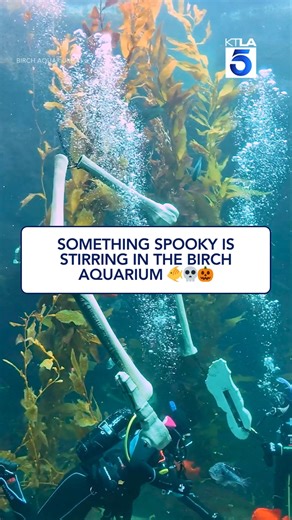 Halloween goes underwater at Birch Aquarium. 💀🌿 Watch the 12-foot skeleton swim with the kelp for a spooky season surprise. #KTLA #SanDiego #BirchAquarium | KTLA 5 News