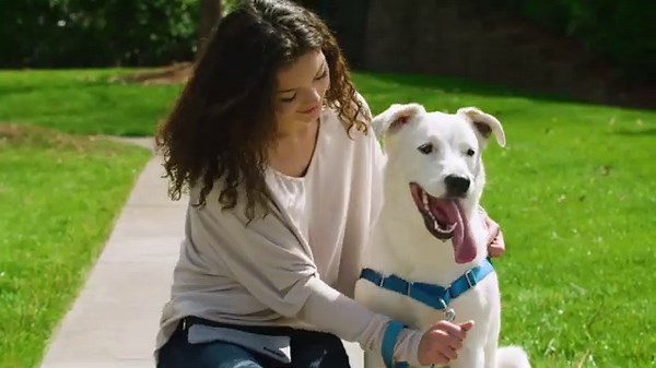 Petrsafe Easy Walk Dog Harness