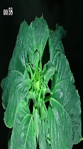 1,020 days of plant growth: Stunning time-lapse from seed to bloom + 188 days in seconds: Cardoon plant time-lapse from seed to stunning foliage