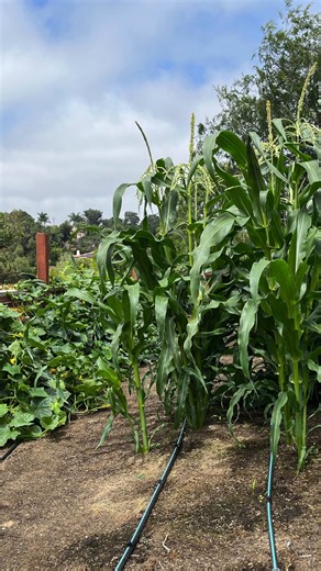 Now that we're officially in fall season (yay!), we wanted to share a fun summer 2025 slideshow of highlights from our zone 10 California garden! ⁠ ⁠ The garden was fun and super productive this year—everything seemed to grow really well! We were grateful for the new soil and the mild temperatures we had that kept everything producing. Every year is different, and we can't wait to see what the fall garden brings us. ⁠ ⁠ What are some highlights from your 2025 summer garden? Tell us in the commen