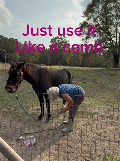 How to remove bot fly eggs #shorts #mustangs #wildhorses #wildflowers #horsegirl