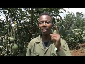 AVOCADO FARMING IN KENYA 2022-Youngest avocado farmer in the country