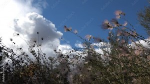 Prairie smoke flower blowing in the wind with a background of clouds