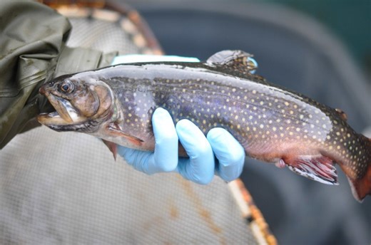 Vermont Fish and Wildlife stocks southern VT lakes with hatchery-raised trout