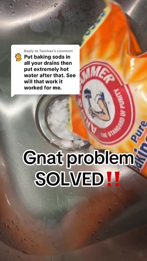 How to Effectively Eliminate Gnat Problems