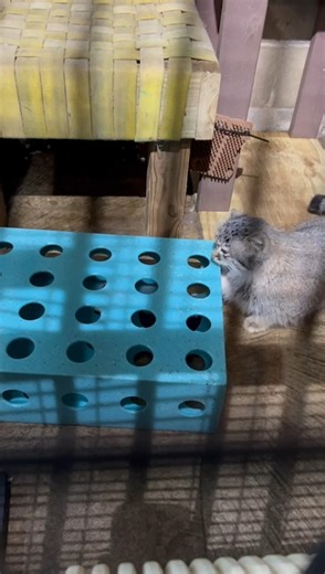 Was that a "You have got to be kidding me look"? OR was that a "You know I am going to figure this out, right" look? Eevi continued to puzzle out this challenging feeder device. She is using her brain muscle, she is stretching her leg a bit further, she may even be nudging one of the mice a bit to reposition. So many portals to those mice, but how to do it???? Will she do it? Let's all keep watching..... Video courtesy of Jess LP | Niabi Zoo