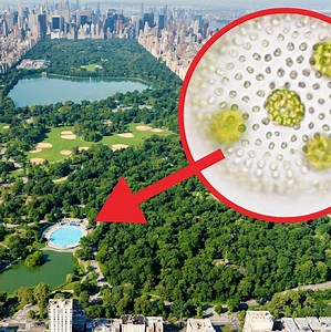 This is what New York City looks like through a microscope. | Insider Science