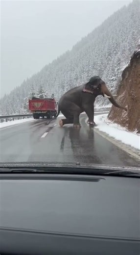 Raw Video of Elephant Fall