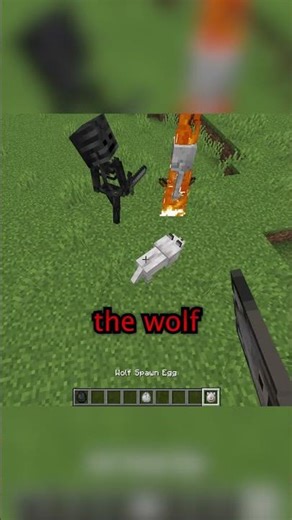 PROOF THAT WOLVES WILL GO AFTER WITHER SKELETON. :/ #minecraft #minecraftshorts