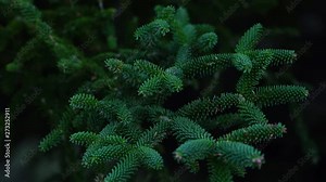 SPANISH FIR (Abies pinsapo), Sierra de las Nieves National Park, Málaga, Andalusia, Spain, Europe
