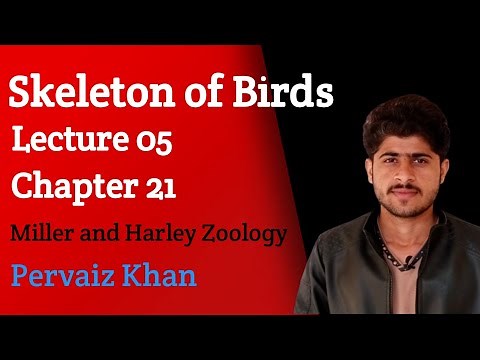 Skeleton of Birds|Miller and Harley Zoology