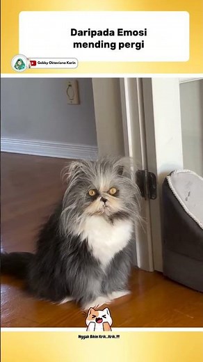 RATHER THAN GETTING EMOTIONAL, IT'S BETTER TO GO AWAY!?😂 #videoshorts #funnyshorts #funnycats #ca...