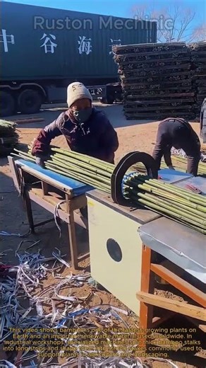 Industrial Scale Bamboo Processing From Raw Stalks to Garden Stakes: Bamboo Splitting Machine