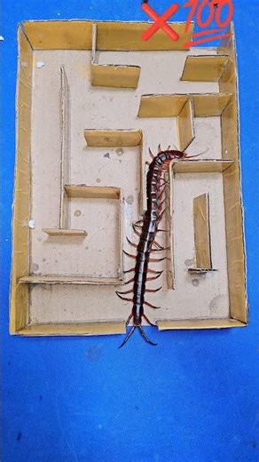 Centipede vs Giant Spider in the Maze - Who Wins?