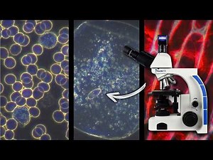 3 AMAZING THINGS you can see through a MICROSCOPE 🔬