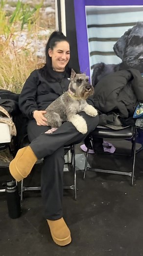 What an incredible day we had at the AKC Meet the Breeds event! Six magnificent Giant Schnauzers joined us to help educate the public about this amazing breed. Each one of them displayed the true essence of what it means to be a Giant—confident, composed, and full of personality. They handled the bustling crowds, curious hands, and endless attention like absolute pros, even as the hours stretched on and they grew visibly tired. We couldn’t have been prouder of them. Their patience and poise made