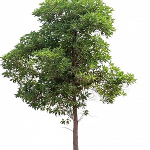 766 reactions · 539 shares | Tip: taking photos of tree damage to your property can help you when filing your claim. Here’s what else you should know. | TD Insurance | Facebook