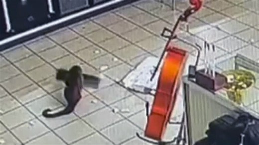 Monkey breaks into Tennessee pawn shop and bashes computer equipment
