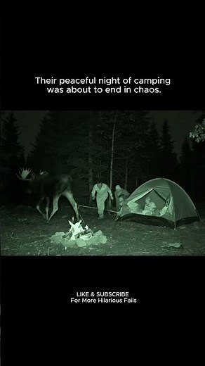 HILARIOUS Camping FAIL: Moose Causes CHAOS & Scares Family!