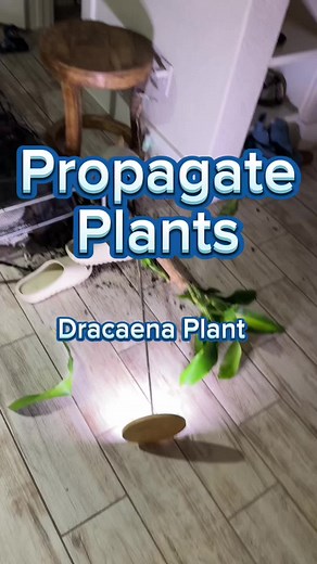 Easy Plant Propagation Techniques for Beginners