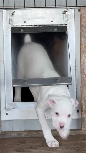Having small puppies adds in challenges for inside/outside access. Having small height steps. Having an easy to use dog door. Closing up gaps where little paws could slip into. Modifications have to be made to insure 100% safety. Oh and making sure there is 24/7 entertainment! 🤣 | For the Love of a Boxer Rescue & Sanctuary - Michigan