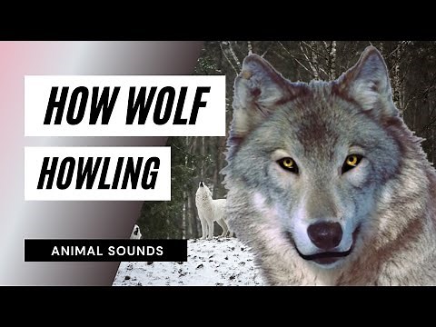 The Animal Sounds: Wolf Howling Sound Like / Sound Effect / Animation