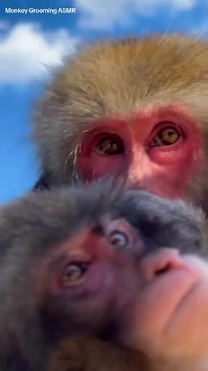 #monkey #monkeygrooming #asmr