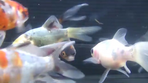 Shubunkin | Goldfish | Aquarium Industries