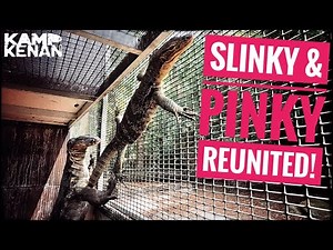 Will my Monitor Lizards EAT Each Other or BREED?