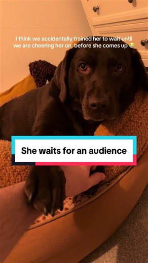She was sat at the bottom of the stairs, not moving... until I came to ask if she needed help, then as soon as she knew I was watching she wanted to show me how good she is at climbing the stairs 😭after months of positive reinforcement, I think we accidentally trained her to walk upstairs when we are cheering her on! Oh my baby 😭 #labrador #chocolatelabrador #3leggeddog #tripawd #dog