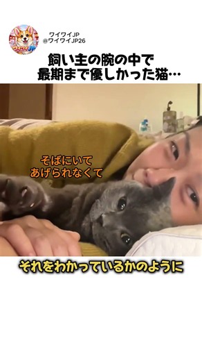 飼い主の腕の中で最期まで優しかった猫… #猫#cat