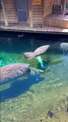 Tampa zoo manatees