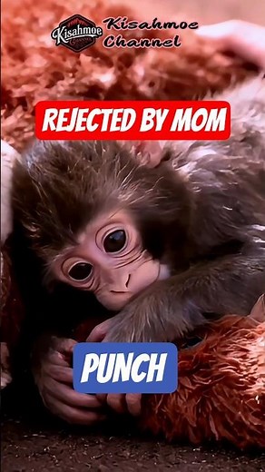 Baby Monkey PUNCH: Rejected by Mom, Raised by a Toy (Japan)