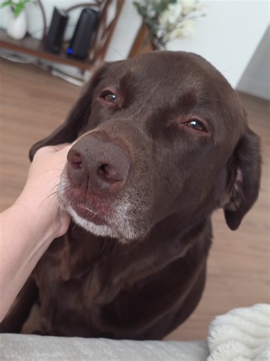 "The audacity of this human to stop scratching."🙄😆 #dogsoftiktok #ch...