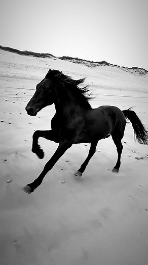 Oussama_horserider sur TikTok