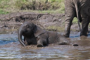 It's the hottest day of the year! ☀️ Two year old Sutton and his 'aunt', Latabe, are cooling off in their elephant pool! :) | West Midlands Safari Park