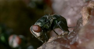 Nature | Crime Scene Creatures | Season 24 | Episode 13