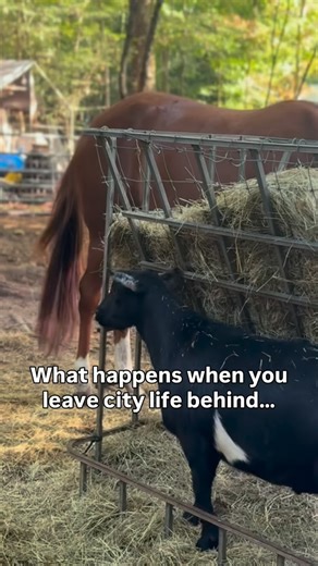 Beloved Cabin Homestead on Instagram: "We left Miami with $1,000 in our pockets and no perfect plan. No roadmap. No guarantees. Just the willingness to learn and start anyway. More than a decade later, that messy beginning became our life. Along the way, we wrote the book we wish we could’ve read back then. Now we teach others because perfect doesn’t exist. Starting does."