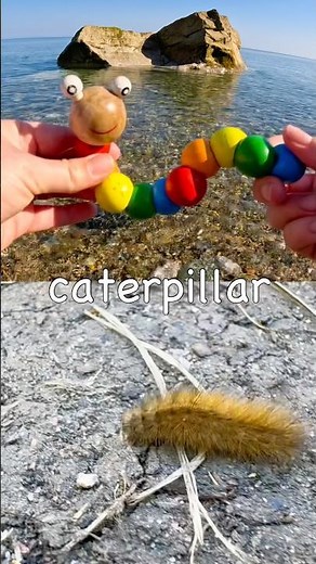 Kids Learn at the Shore | Bug Insect Names: Millipede Caterpillar Spider Butterfly Bee