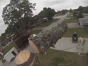 Norfolk Pine Removal with negative Blocking technique