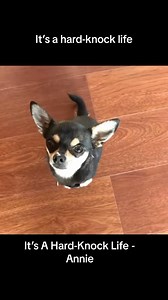 Hard done-by doggos everywhere😳😂 #dog #doggo #parody #musical #annie #hardlife #doglife #momlife #dadlife #destinyschis #chico #chihuahua #chihuahuas #chihuahualove #chihuahualife #chihuahuafanatics #chihuahuaoftheday #chihuahualover #chihuahuaworld #funnyvideo #comedy #pupper #funnyvideos #funnyreels #pup #puppy #puppylove | Destiny’s Chis