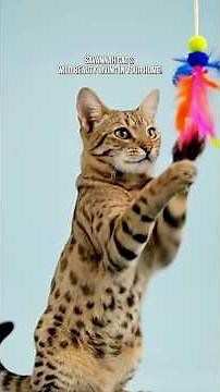 Savannah Cats: Wild Beauty as a Pet! #savannah #cat #animals #hybrid #wildlife #home #facts #pets