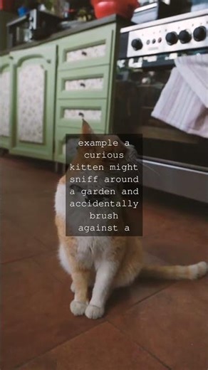 When Do Male Cats Start Mating A tomcat male cat can begin mating when he is between 7...