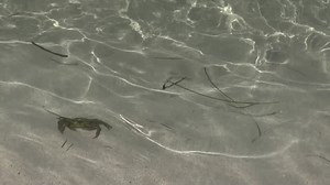 Crab, Nature, Transparent Water. Free Stock Video