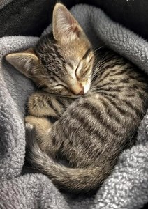 💔 Titre : 1000 $ pour un chaton errant. La Logique contre le Cœur.Je vis là où les gens abandonnent leurs animaux. C'est là que j'ai trouvé ce minuscule chaton. Mon mari avait dit "NON" au quatrième chat... Mais quand il a boité, la logique a explosé. Six cents dollars : morsure de serpent. Ce matin, il a vomi des vers. Quatre cents dollars de plus en urgence. J’ai dépensé 1 000 $ pour un chat qui ne m'appartient même pas. Regardez-le dormir maintenant. Je sais que je recommencerais cette folie