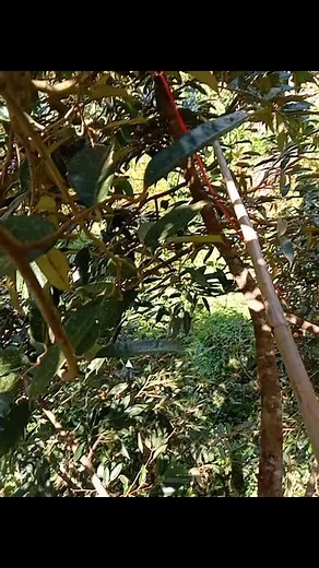 😊เด็กพะโต๊ะ หลังสวน ป้ายชุมพร🤗